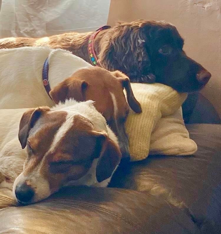 RoyDogBehaviour's tweet image. Planning a holiday? Worried about leaving your dog behind? 

Read what Dave has to say 💬

“We can't recommend Roy highly enough and without a shadow of a doubt will be making sure he is able to take our dogs before we book our next holiday." 🏝

#dogsitting