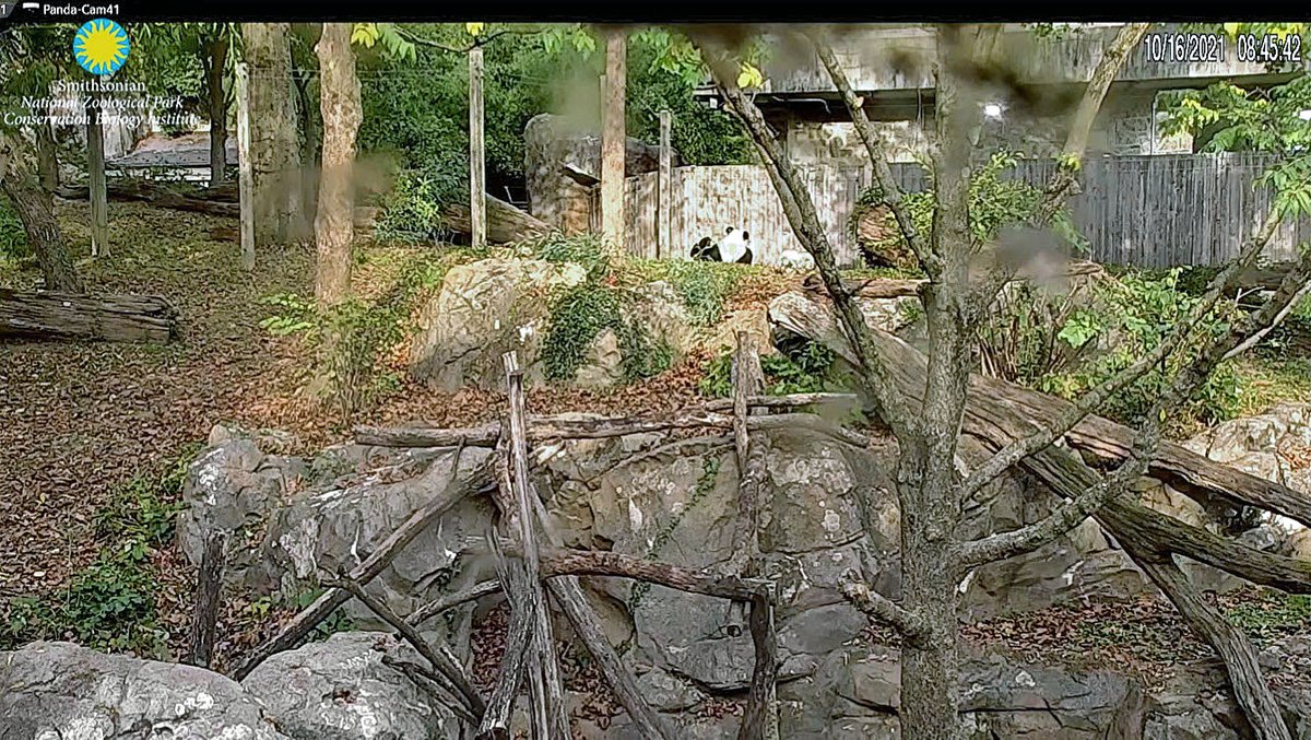 PookieDigi4Ever's tweet photo. Papa Tian is in Bei's yard!! 😊 @MommyMei98 @DCPandaCub4 @NationalZoo @DodgerAmes @CharmCityPanda @kathybowler @sweetg12651 @bluestone356 #PandaStory #forevercub https://t.co/GhFwbeRwbU
