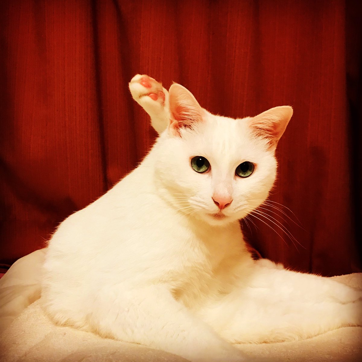 maki_akahoshi's tweet photo. バーレスク感
#アー写
#白猫 #whitecat #猫 #cats #catsofinstagram #catsagram #funnycat #barlesque #donxmaki https://t.co/SO2Z3sg6xL
