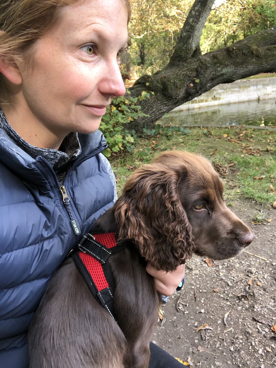 EmKate2's tweet photo. Without a doubt, getting Hattie was the best decision I’ve ever made ❤️🐾🐶 four weeks with the pup! #workingcockerspaniel #puppy https://t.co/11zmtmf0Tq