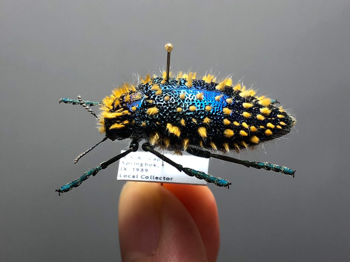 ケブカフトタマムシ Julodis の標本を少し手直し。 ひやひやしながら