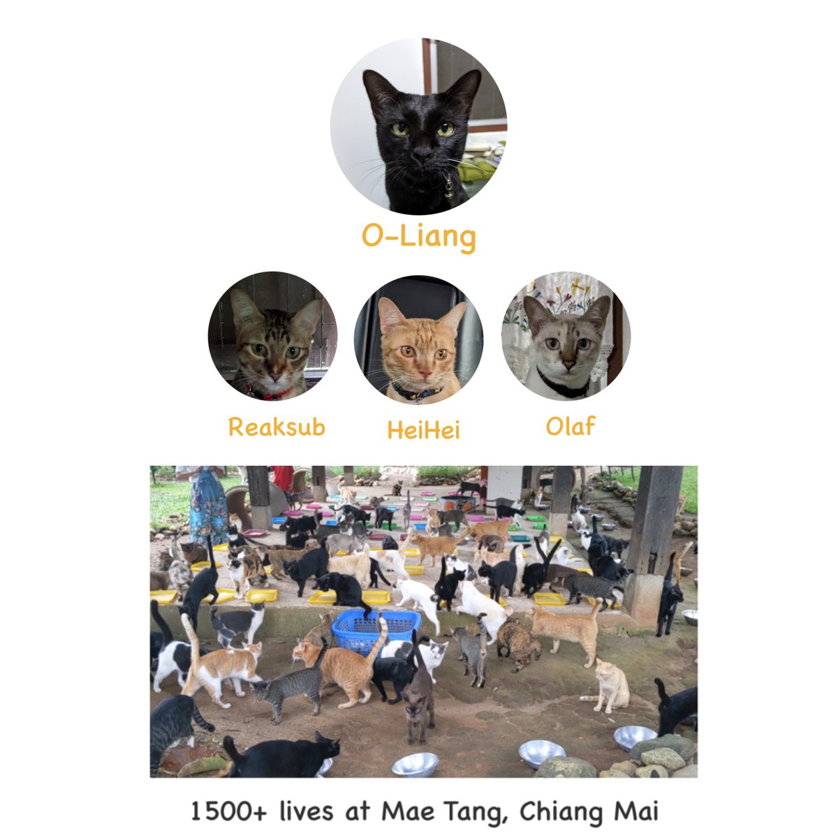 Petting cats without cats, 100% the proceeds of this collection will be used to help cats 

0.0065 via Polygon

important tweets in Likes ♥️
vanvisasai.wixsite.com/bysine