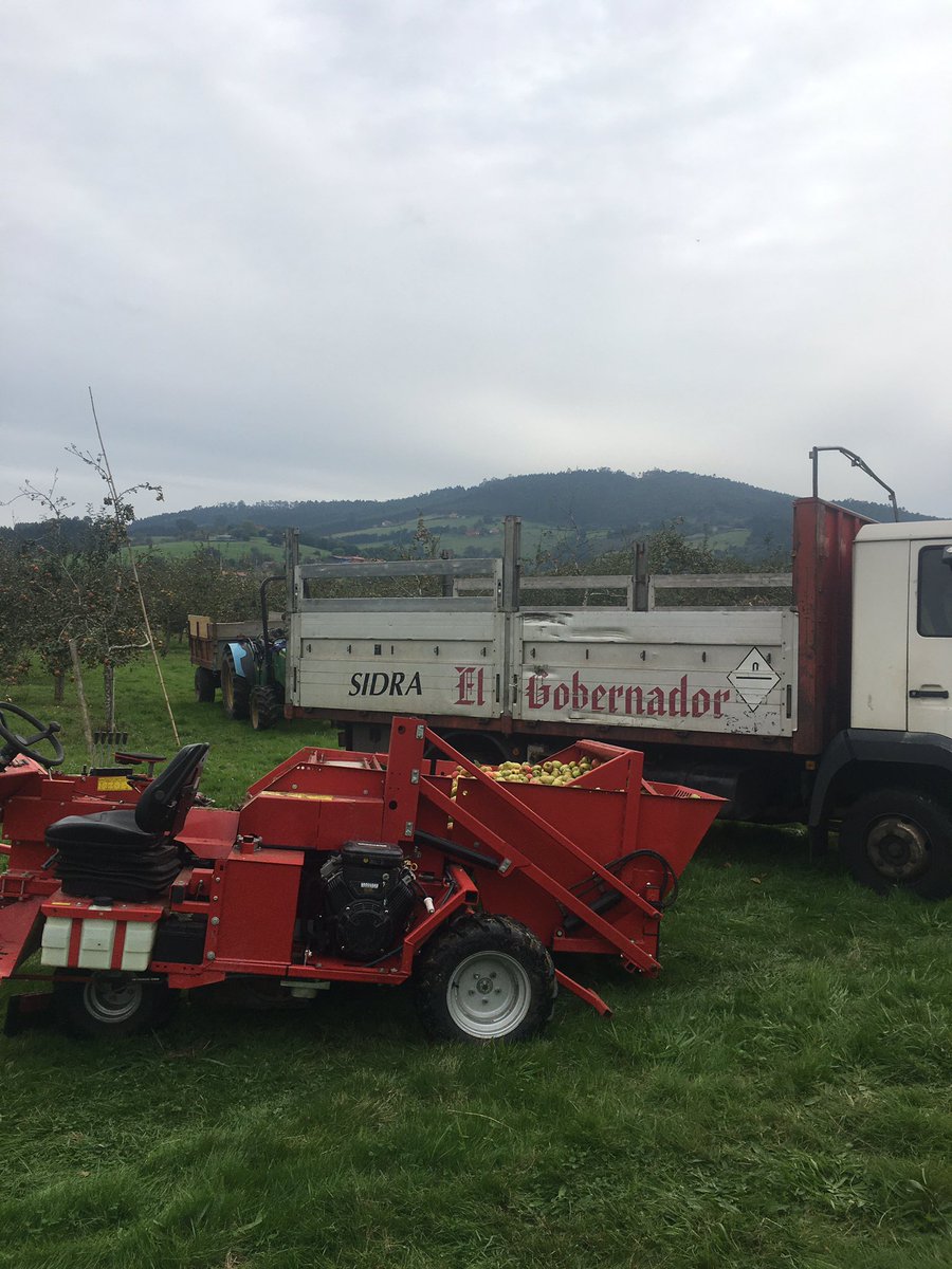 Campaña 2021 hoy toca #fincasanjusto #Variedad #delariega en su punto 👍#cosechapropia 🍏🍎 <a href="/sidradeasturias/">Sidra de Asturias</a> <a href="/copaeasturias/">COPAE Asturias</a> 🍏🍎#cider #Terroir #CosechaPropia #Variedad #DelaRiega😍#Pomaradas #applecider #appelcider #homegrown #Asturias #villaciviosa