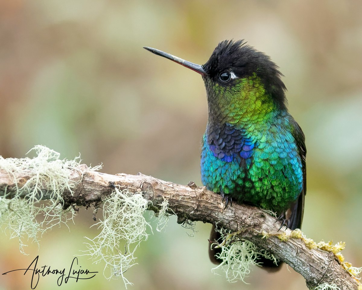anthonylujan's tweet photo. Fiery-throated Hummingbird - Costa Rica 

#FierythoratedHummingbird #beautiful #swordbilledhummingbird #hummingbird #bird#birds#birdsofinstagram #birds_nature #birdstagram #birdphotography #naturephotography #nature #prettybird#photography #hummingbirdphotography #instagram #... https://t.co/NxIPAvcaCN
