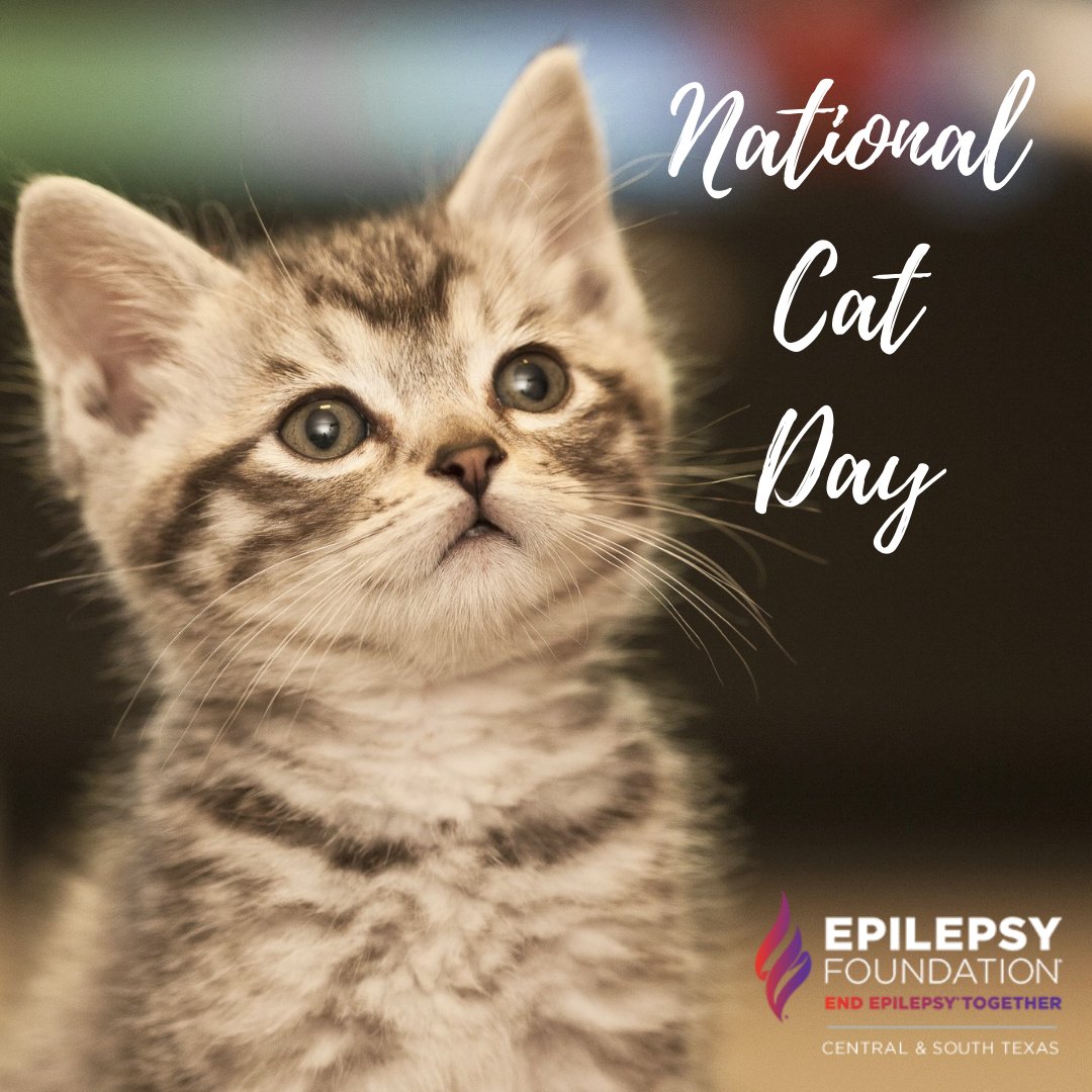EFCST's tweet photo. Happy National Cat Day to all our furry feline friends! Have a happy Saturday and we hope to see you at the Austin walk later today!
#epilepsy #epilepsyawareness #epilepsyfoundation #efcst #W2EE #W2EE2021 #Walk2EndEpilepsy #cats #nationalcatday https://t.co/yDRH9dwEvB