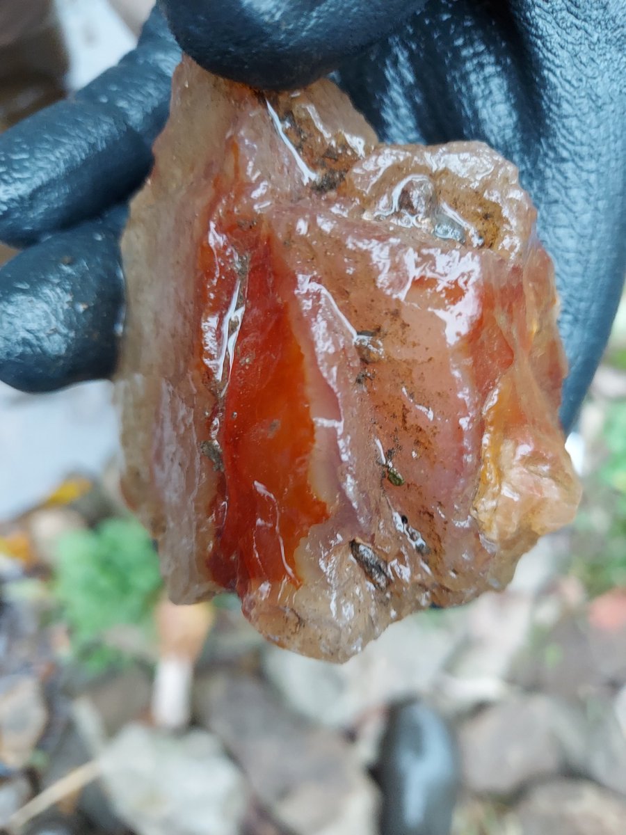 Towa Ainutronica １０月１６日は誕生石瑪瑙の日 そんな瑪瑙の日に石友さんとソーシャルディスタンスで瑪瑙を拾いにいきました キノコがたくさんはえてました 四枚目は瑪瑙コレクション 初めて行った川が楽しかったな 瑪瑙の日 瑪瑙の日に 瑪瑙 石沼