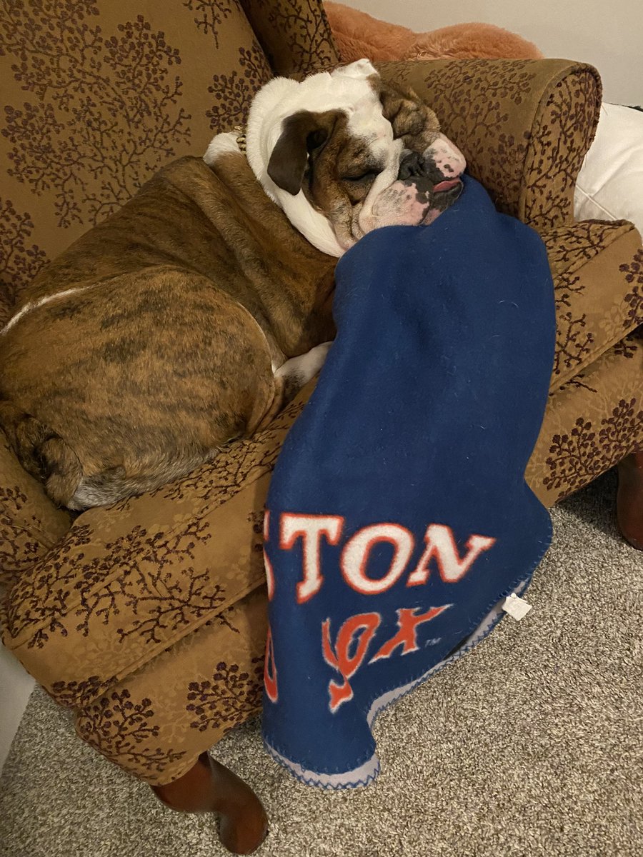 fields1334's tweet photo. Someone I know is very upset about the @RedSox loss. #bulldoglife https://t.co/6XP2TJsKHl