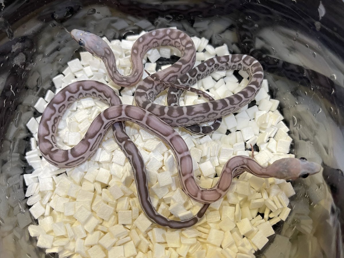 爬虫類専門店 アクアスペース Aqua Space Twitter