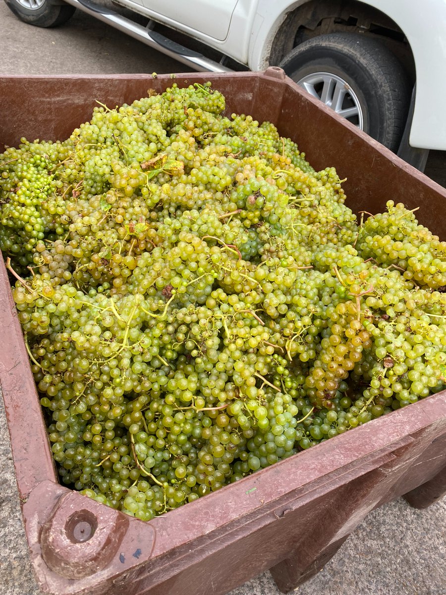 Cazlar 📚💙 (@cazlar123) on Twitter photo Picked a bumper harvest of Seyval grapes this morning, took them to <a href="/3choirsnewent/">Three Choirs Newent</a> for fermenting and blending for our wine cooperative
🍇=🥂🍾👏 Picked a bumper harvest of Seyval grapes this morning, took them to <a href="/3choirsnewent/">Three Choirs Newent</a> for fermenting and blending for our wine cooperative
🍇=🥂🍾👏