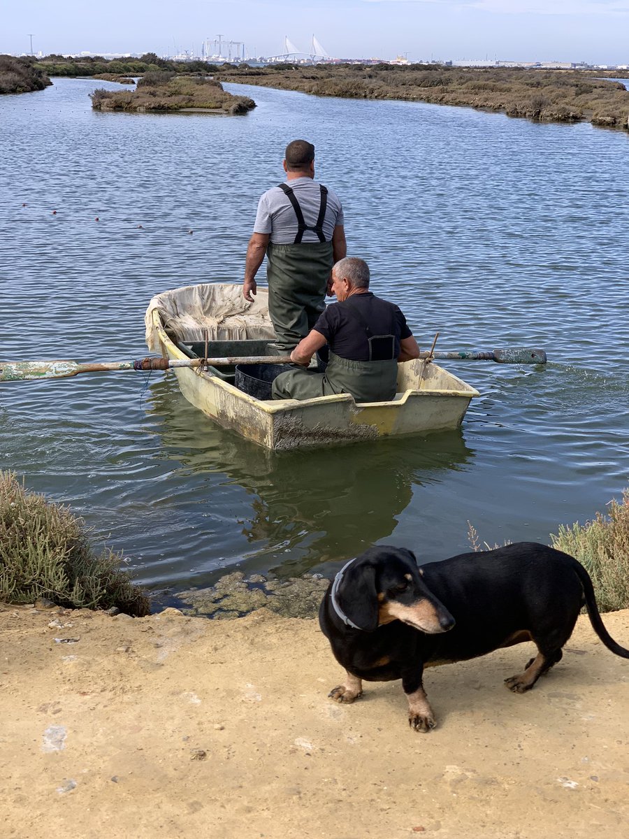 travel_thelife's tweet photo. Qué bonita experiencia ver cómo se realiza el despesque tradicional en los esteros del Parque Natural Bahía de Cádiz. Gracias al Fondo custodia y recuperación de la marisma salinera @salarte_org por conservar y promover esta tradición y mostrarnos su sostenibilidad #ForumElPuerto https://t.co/66SkPDggf3