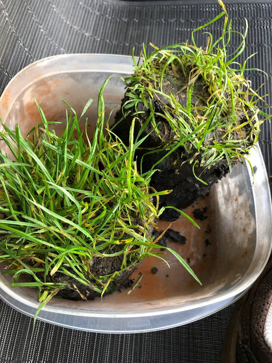 CDGATurfgrassProgram tweet media