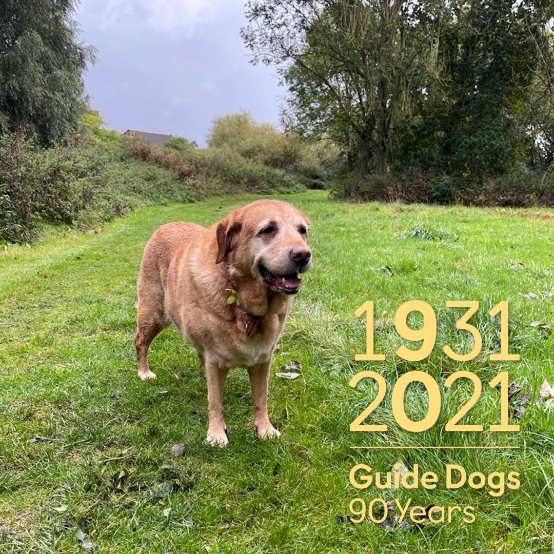 LeicsGuideDogs's tweet photo. Kiki is celebrating #GuideDogs90 as next month she retires as a @guidedogs. She still enjoys her free runs in #ThorpeMeadows in #narborough. Her work is possible via your donations and supporters like @Matalan #BeaumontLeys who kindly host one of our life-sized collecting dogs. https://t.co/uE584J0YMV