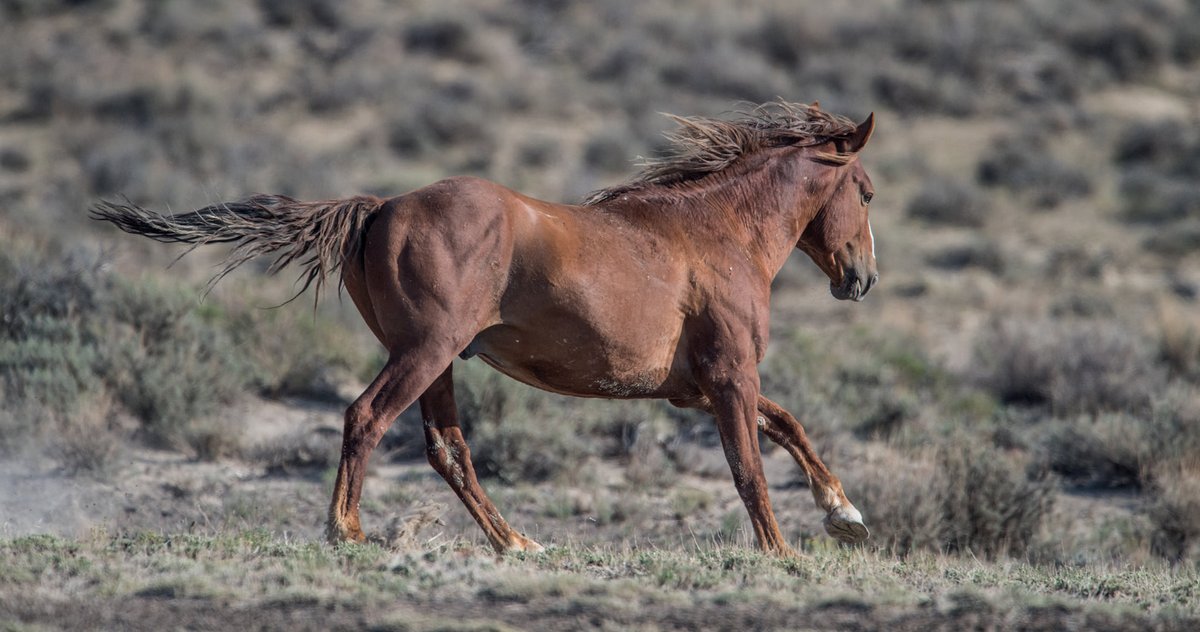 AponaRanch's tweet photo. Freedom.. Just Another Word For Nothing Left To Lose
HEAL Yourself. LOVE A Horse. CREATE Peace. Please support the American Wild Horse Campaign! @FreeWildHorses
Photos by WilsonAxpe Photography
#savesandwash #haltthehelicopters #stoptheroundups #freedom https://t.co/EJrj1QKriw
