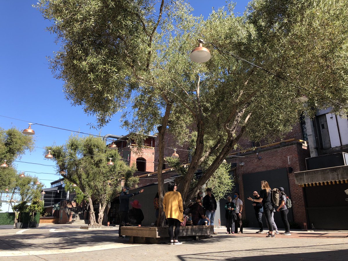 These olive trees, already 40 years old when installed in the late ‘60s, were individually selected by landscape designer Thomas Church for their gnarled look. 

This is the fifth stop on our annual Tour Day tour. 

#tourday2021 <a href="/docomomo_us/">Docomomo US</a>