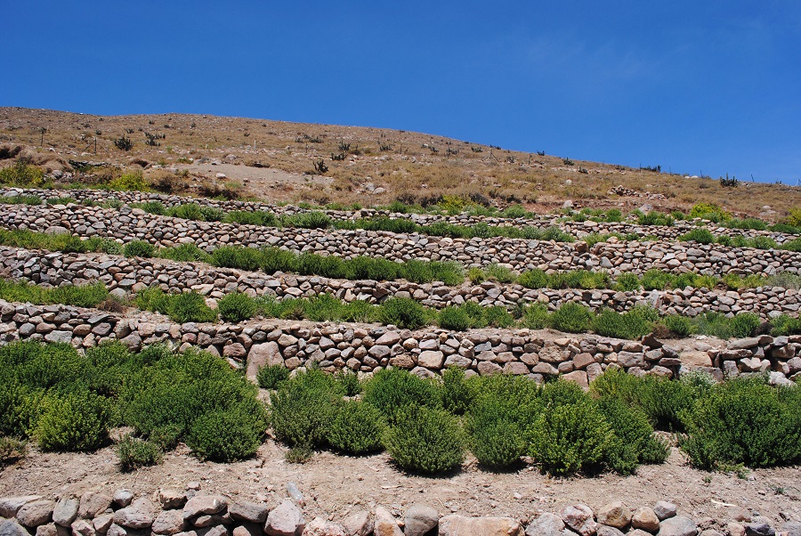 En la región de Arica y Parinacota, la cooperativa Oro Verde cultiva orégano a 3.000 m de altura. Los logros que estos 7 usuarios <a href="/INDAP_Chile/">INDAP_Chile</a> del pueblo aymara han conseguido trabajando de forma colaborativa, demuestran que en la #PequeñaAgricultura la unión hace la fuerza.