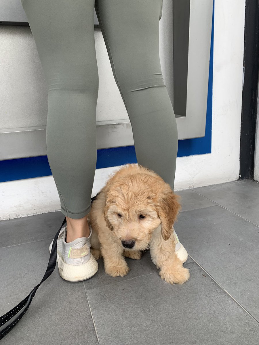 Cutie spotted!😍

Meet ✨Zuko✨ The cutest dog ever!