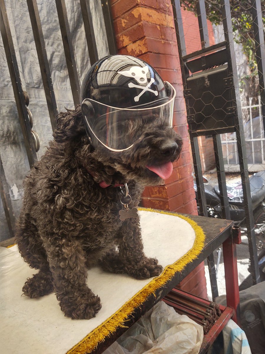 outlawmx's tweet photo. Otro cliente satisfecho y listo para rodar! 😊✌️

#CascosParaMascotas 🐾
📞5523, kpk785954
https://t.co/ycRkA165Ev

CDMX - Hacemos envíos a toda República Mexicana.

Aceptamos pago en efectivo, tarjeta de crédito/débito 💳 y transferencia interbancaria.

#CascoParaMascota https://t.co/IfhY9B8TeQ