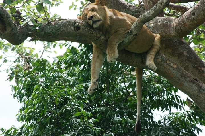 My  #beautifulUganda. From friendliest country to abandant #wildlife. Enjoy #wildlife #safari #gamedrivesafari in ishasha for tree climbing #lions. Let's discover and explore the world.