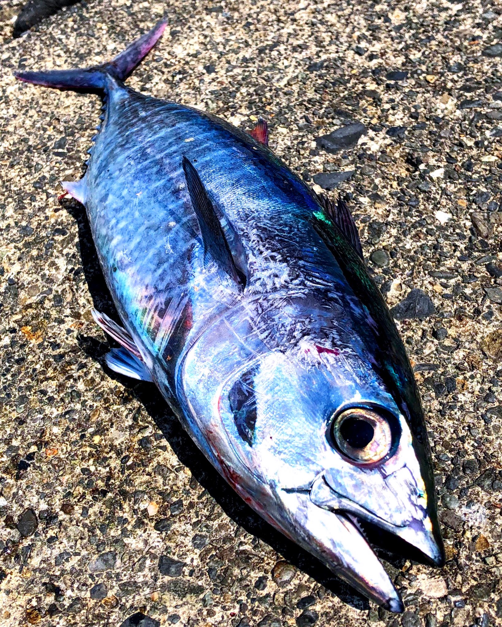 マグロ釣り Twitter Search Twitter