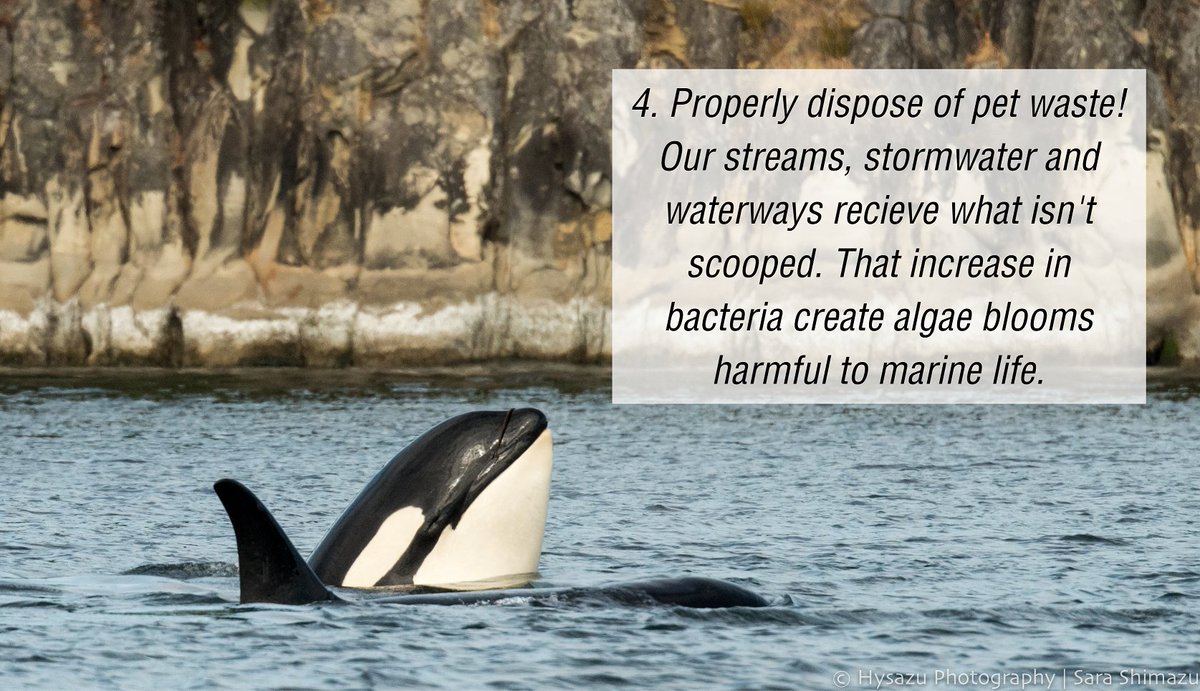 whales_org's tweet photo. Today is #OrcaRecoveryDay! A day that encourages everyone to be part of the solution to save the Southern Residents by creating habits &amp; taking steps for a better, healthier environment. Swipe ➡️ for some great actions that you could take to help #orcas! ⁠ https://t.co/lKeyn9O2d4