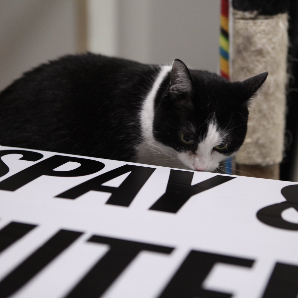 RunningwildDoc's tweet photo. Today is National Feral Cat Day, a wonderful day to learn how you can help in the feral cat crisis. Check in with a local rescue to see how you can support! 

Check out our film to hear more of the conversation! 

And remember, #adoptdontshop &amp; always spay and neuter your pets! https://t.co/xT5mUERS4e