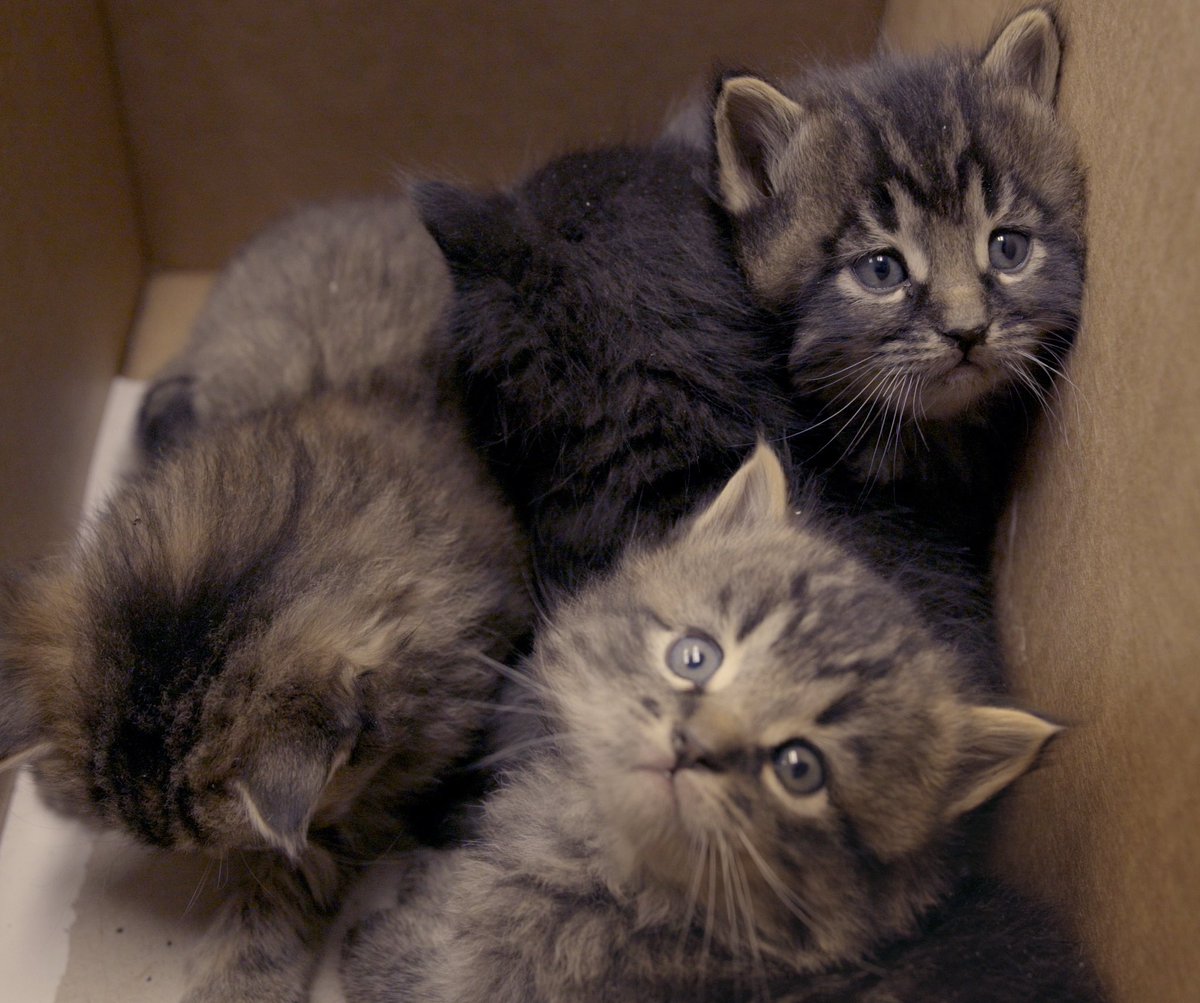 RunningwildDoc's tweet photo. Today is National Feral Cat Day, a wonderful day to learn how you can help in the feral cat crisis. Check in with a local rescue to see how you can support! 

Check out our film to hear more of the conversation! 

And remember, #adoptdontshop &amp; always spay and neuter your pets! https://t.co/xT5mUERS4e