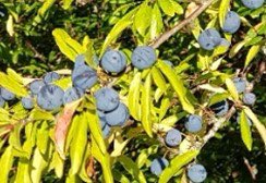 If you are out walking and enjoying the Sussex countryside, look out for blackthorn bushes in the hedgerows. You can make sloe gin from the berries. Here’s a recipe: bbc.co.uk/food/recipes/s…