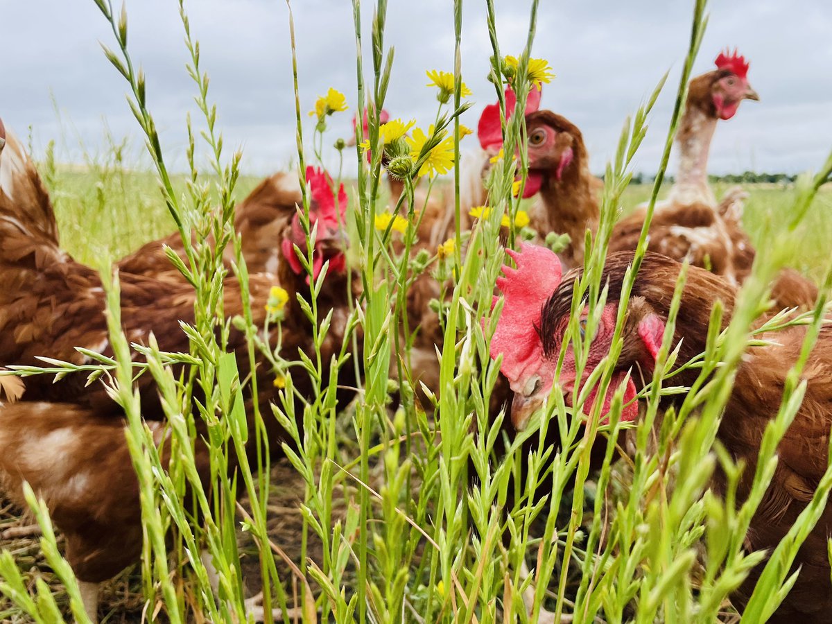 🐓🐝Les Jolies Rousses 🎥🥚 tweet media