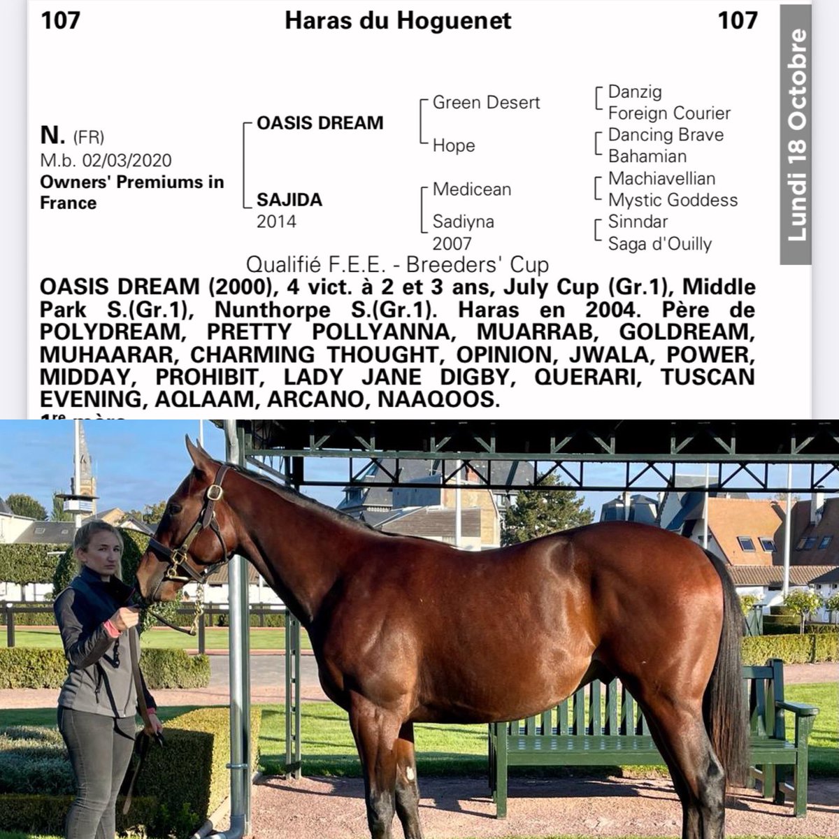 SaintSeine's tweet photo. Don’t miss #107 @InfoArqana Monday offered by @harasduhoguenet Only yearling colt by @JuddmonteFarms #oasisdream from magical #saganeca and #sagadouilly family https://t.co/KQ5SrzINSo