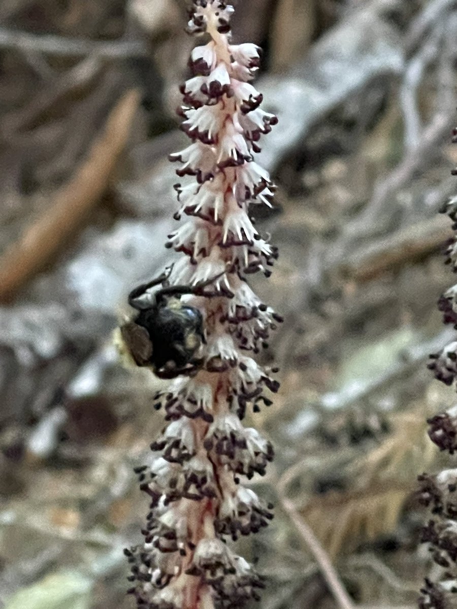 Kestrel_Rose's tweet photo. Allotropa virgata—A Stunningly Beautiful 🌸#Flower 🌺 commonly called, “CandyStick.” It is a #mycotrophic plant, meaning it takes its nutrients from a specific type of #fungi. #mushroom #mushrooms #mushroomtwitter (Please, don’t mind the #Bee 🐝 butt bombing my photo. 😍🐝❤️🍄) https://t.co/VyPwkOk4PV