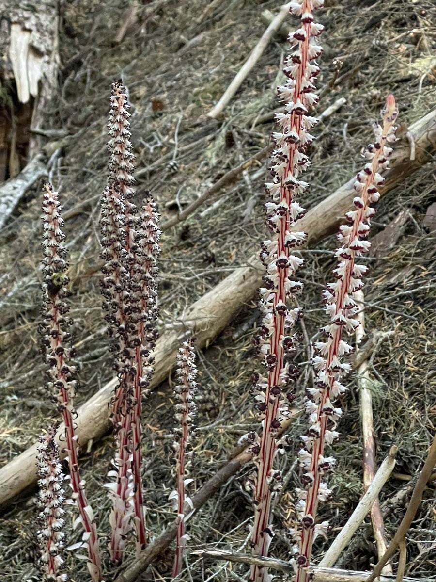 Kestrel_Rose's tweet photo. Allotropa virgata—A Stunningly Beautiful 🌸#Flower 🌺 commonly called, “CandyStick.” It is a #mycotrophic plant, meaning it takes its nutrients from a specific type of #fungi. #mushroom #mushrooms #mushroomtwitter (Please, don’t mind the #Bee 🐝 butt bombing my photo. 😍🐝❤️🍄) https://t.co/VyPwkOk4PV
