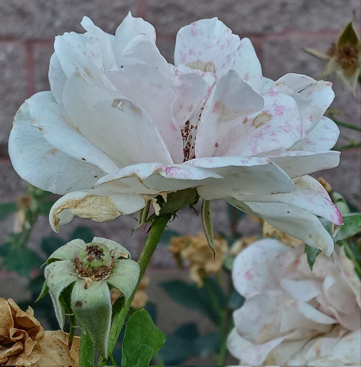 HaroldVonDrehle's tweet photo. #FlowetReport:
From Gilroy, California.
Life is not always a bed for roses. https://t.co/oJqhpbWcQm