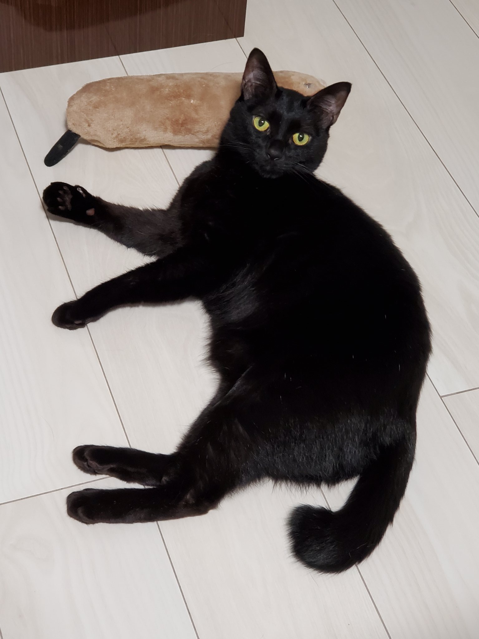 黒猫ラブ Twitter Search Twitter