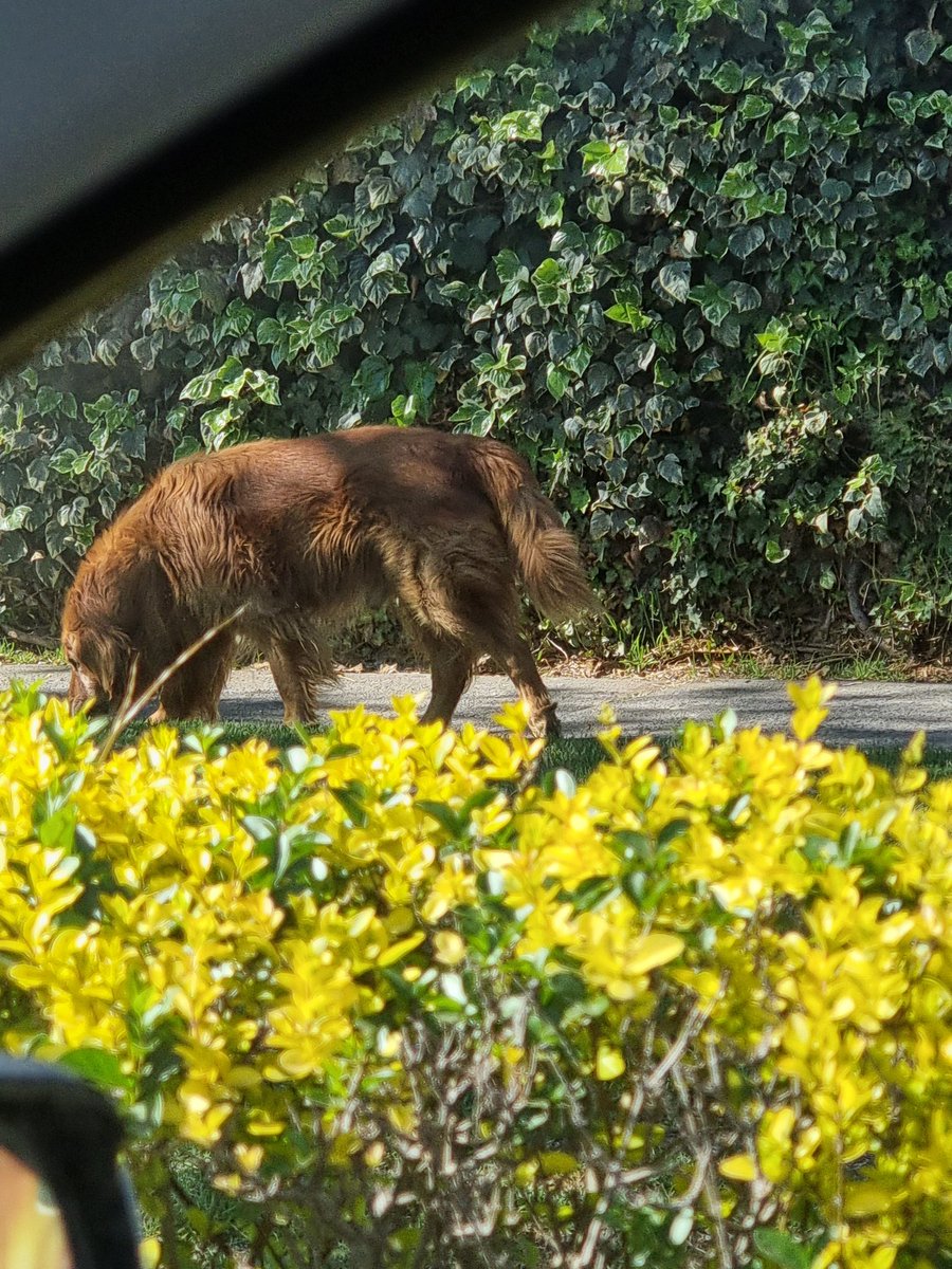 Urgente informan de perrito viejito ahora 10.30 hrs caminando desorientado por calle La Cañana altura 6000, La Reina