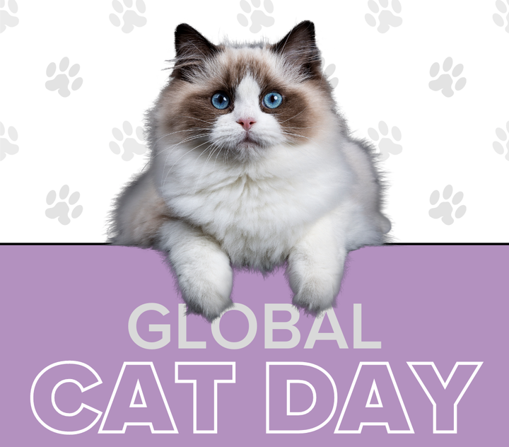 KENS 5 on X: "It's Global Cat Day! 😻 Let us see your cats right meow!  Don't have one but wish you did? Here you go! https://t.co/8GwfuYSNY0  https://t.co/biOVR1vBp0" / X