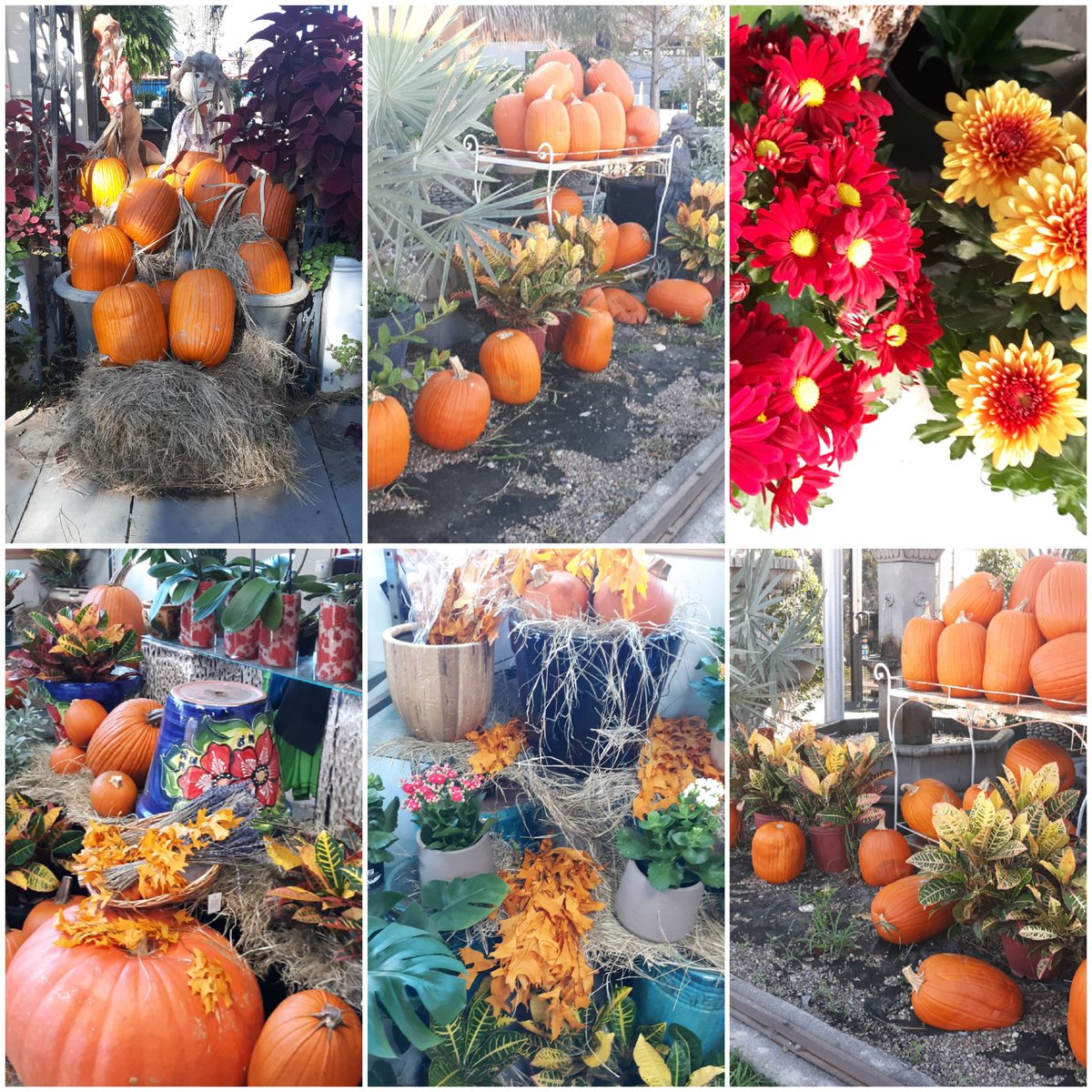 Lisa Bowers tweet media