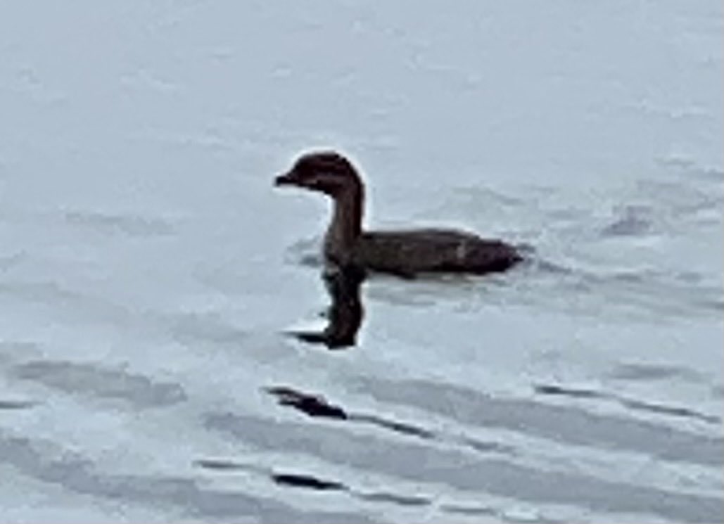 NoamElcott's tweet photo. Pied billed grebe and plenty of ruddy ducks, and gadwalls at south eastern corner of CP reservoir. Very close to shore. (Photo with iPhone). ⁦⁦@BirdCentralPark⁩ https://t.co/rSVFEWhufh