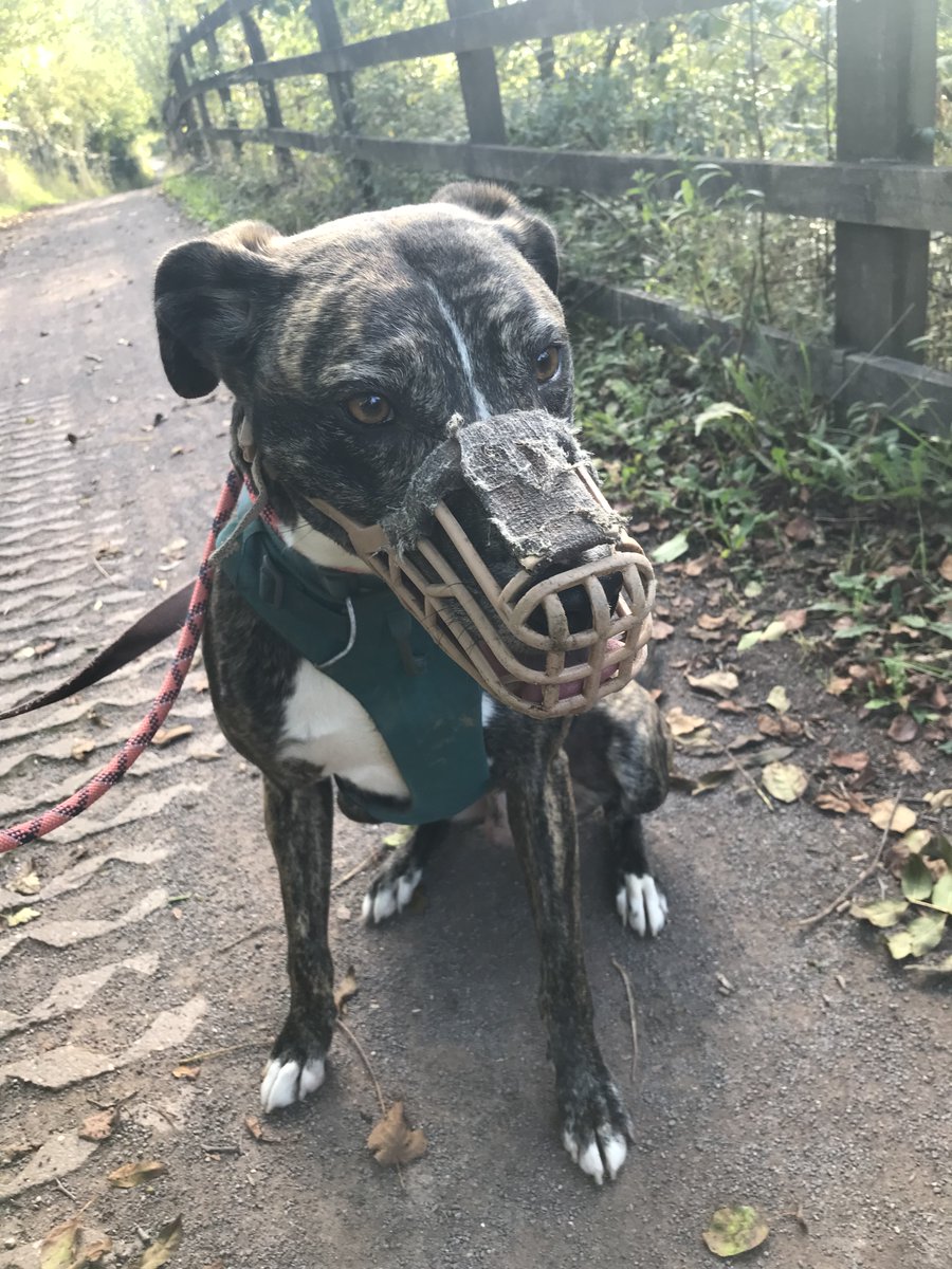 Chris Crow tweet media