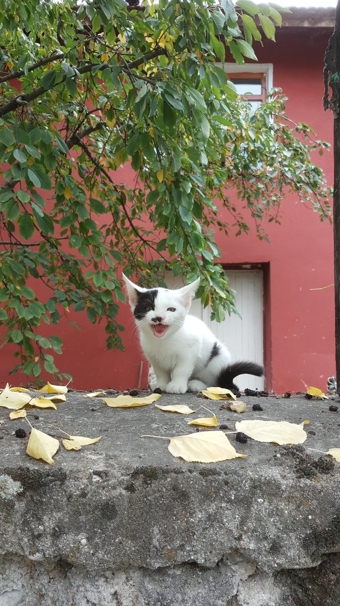 minegrkn's tweet photo. Minnak ve öfkeliii 🐱 https://t.co/FBMBgtOS6Y