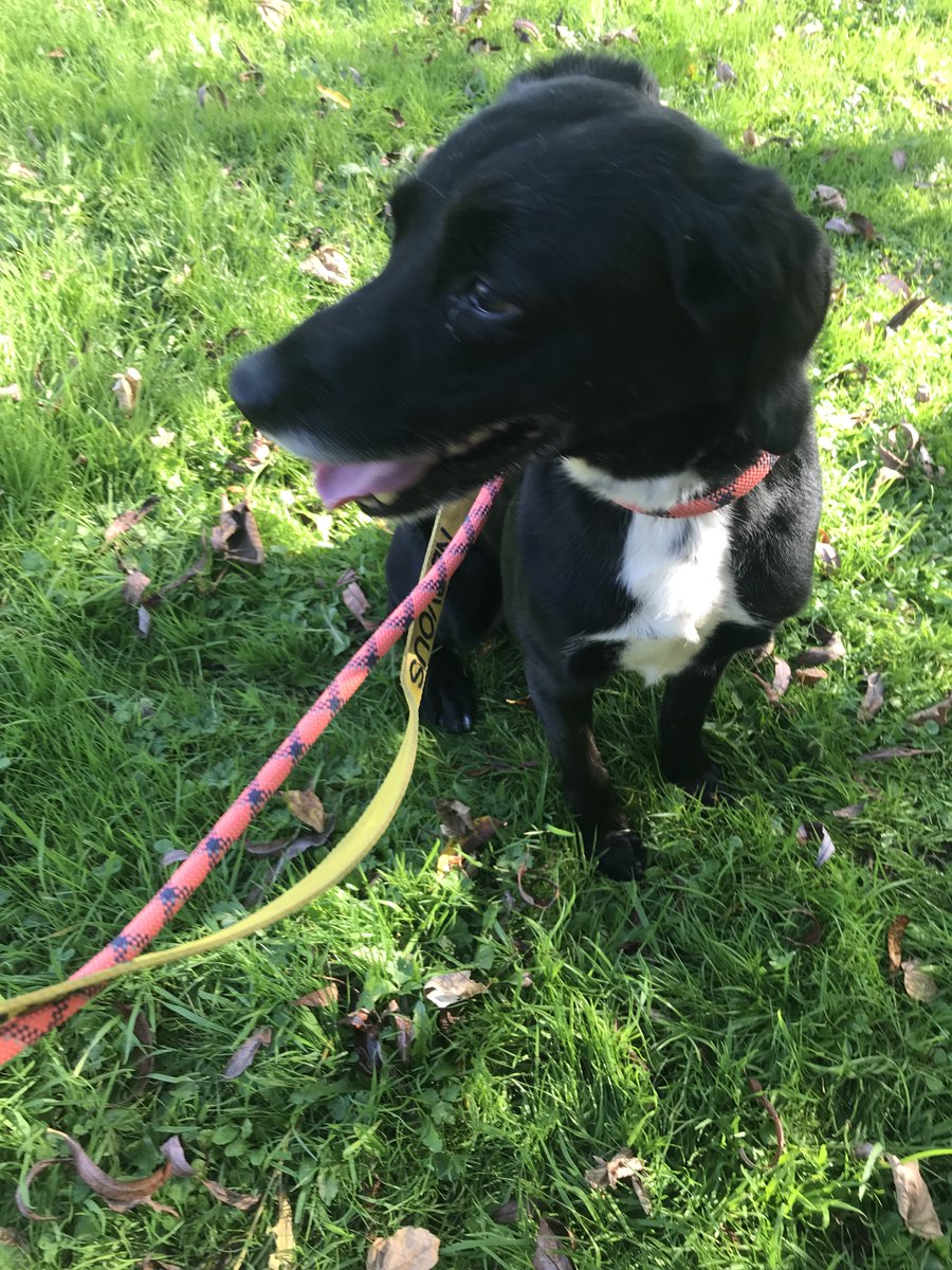 Chris Crow tweet media