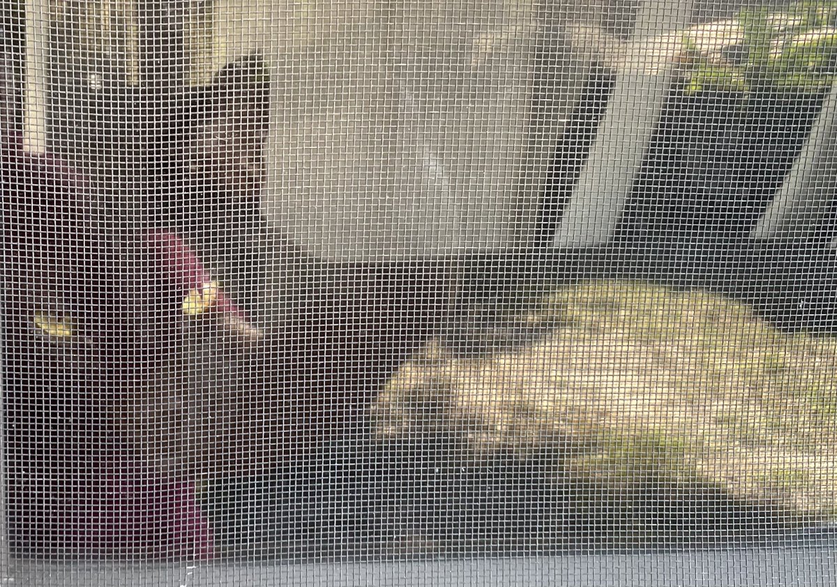 Tale3Pups's tweet photo. Mom: Hoooow much is that Kiiiitty in the window????
Onyx: Mom. You’re weird. Now move out of the sunlight.
#thetaleofthreepups #CatsOfTwitter #BlackCat #BlackCatsMatter #MoOoM https://t.co/mwsC8Yo2vf
