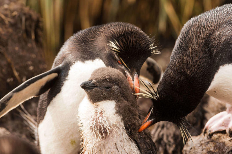 penguins365's tweet photo. You had to go out and play in the mud just before the party! 🐧

#PenguinOfTheDay 
#RockhopperParties #KrillParty  
#Penguins https://t.co/IhUgBwqpOT