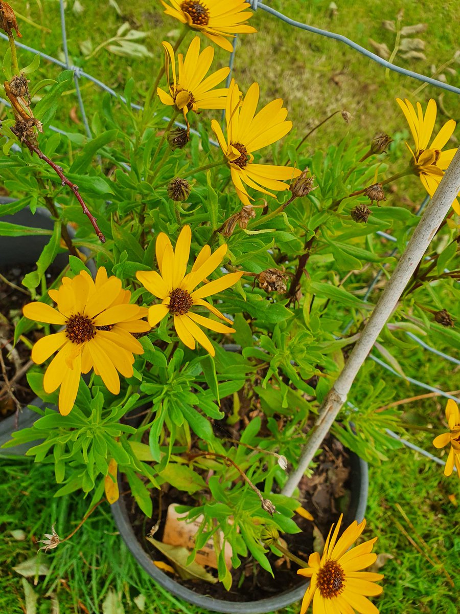 ceri_ULcymru's tweet image. 🌱Learners&apos; plants update. Fatima&apos;s sun-daisy is still flowering! 😁🌸 I plant a plant for each of my learners to try to do a bit for the environment. 🌱#growandlearn #learnandgrow #growinglearning 
#wulf