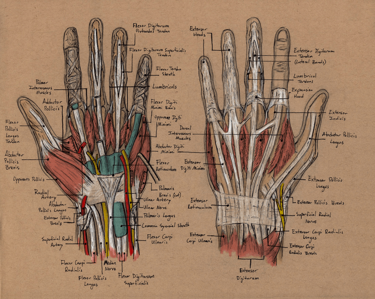 Hi, I'm Alex. I draw anatomy sometimes.
tmblr.co/ZVVp9UZD0pk_0W…