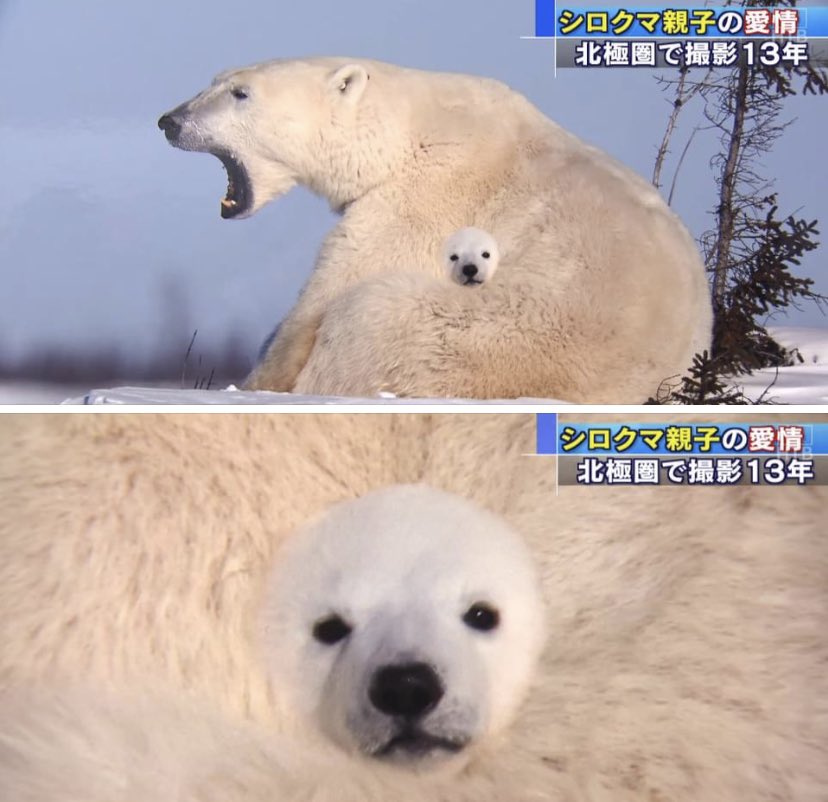WholesomeMemes (@wholesomememe) on Twitter photo 