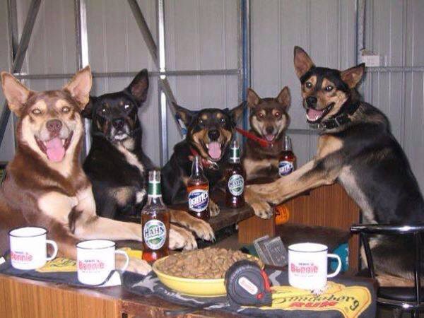 #AustraliaHasFallen the kelpies have taken control.