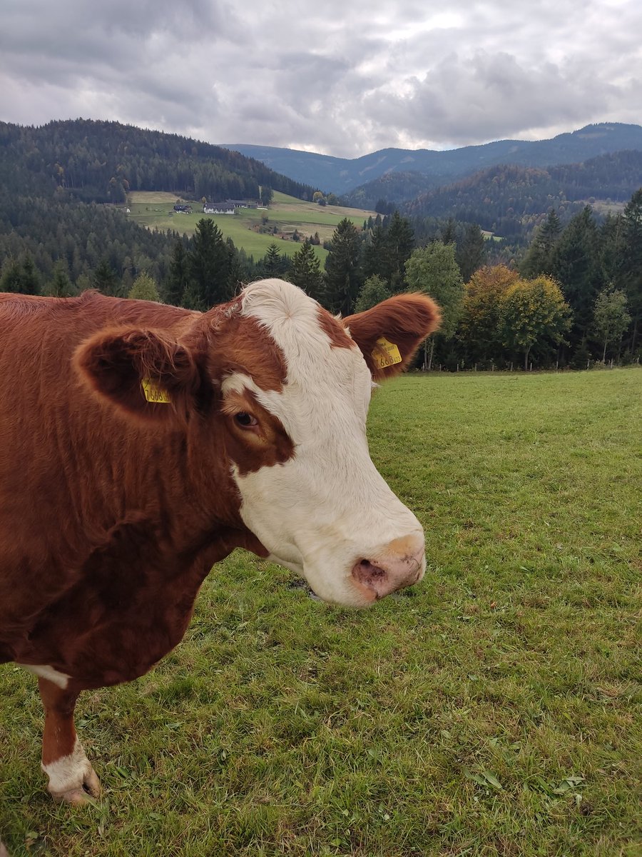 styrian_anna's tweet photo. Kühe, die mit dem Gras in der Weststeiermark machen, wofür sie geschaffen sind: bestes Fleisch.
Im Bild ist Jolene und der Prachtkerl am letzten Foto kommt ursprünglich aus Deutschland.
#fleckvieh #simmental #mutterkuh https://t.co/V3voLE1qhQ