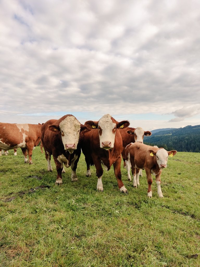 styrian_anna's tweet photo. Kühe, die mit dem Gras in der Weststeiermark machen, wofür sie geschaffen sind: bestes Fleisch.
Im Bild ist Jolene und der Prachtkerl am letzten Foto kommt ursprünglich aus Deutschland.
#fleckvieh #simmental #mutterkuh https://t.co/V3voLE1qhQ