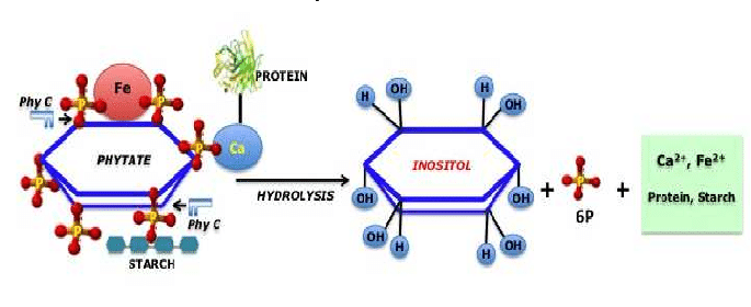 hormonedietdoc's tweet photo. Phytic acid, an “anti-nutrient” found in grains and legumes, blocks calcium, zinc, magnesium & iron absorption. Leave the grain off your plate & get these healthy minerals from meat, fish, eggs & a few low oxalate vegetables #grainfree #phytates #oxalate #metabolism #thyroid https://t.co/K51hnbMKWT