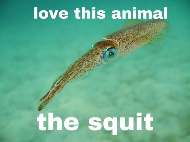 Today's aquatic monster is the Kraken, from Norse mythology!

It's a giant squid what else am I supposed to say